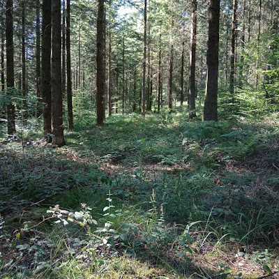Forêt de Roppe à Roppe