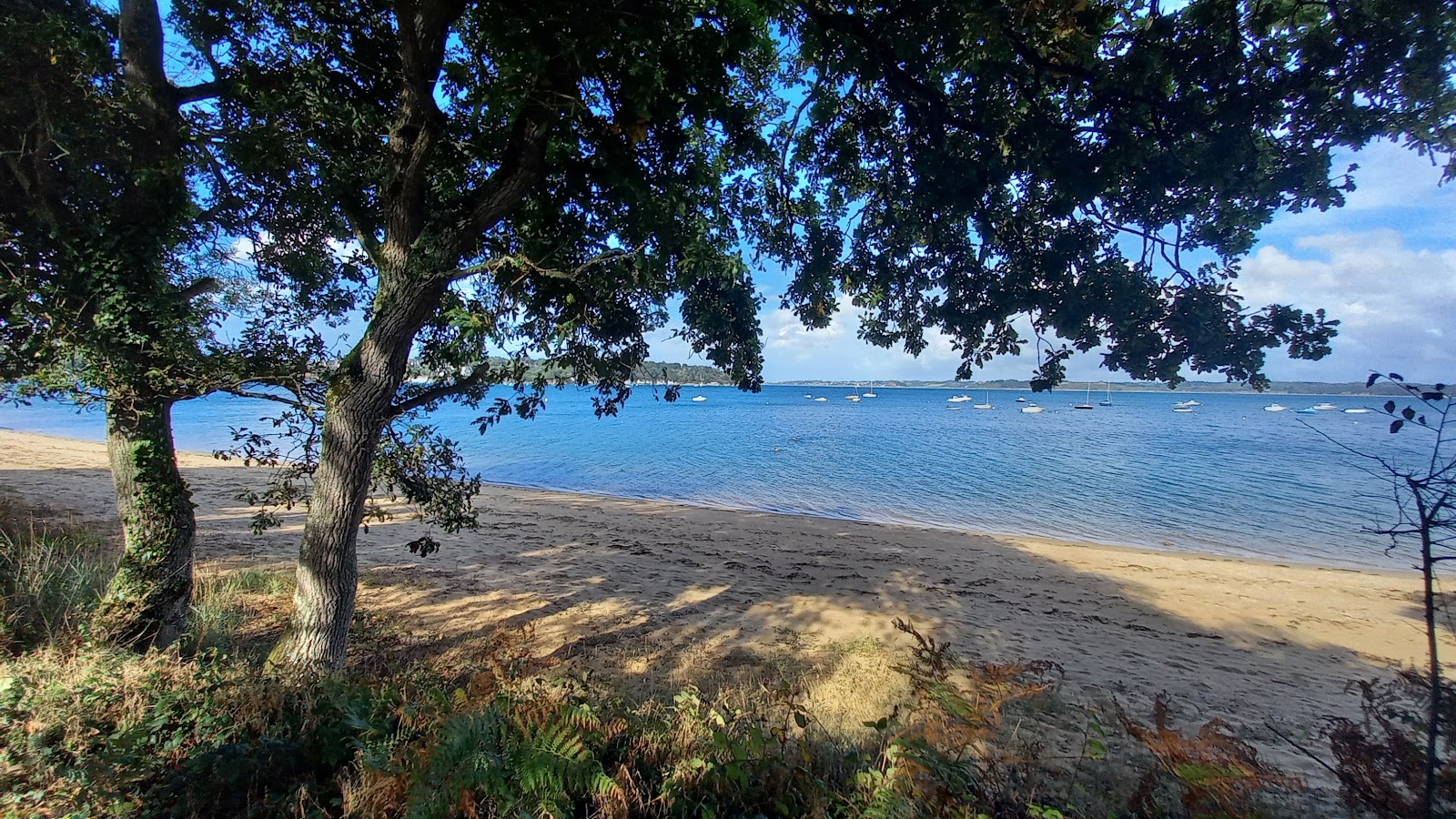 Foto van Plage du Clouet wilde omgeving