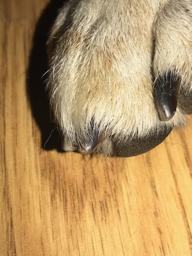 Pet Supply Store «Petco Animal Supplies», reviews and photos, 4030 N MacArthur Blvd #200, Irving, TX 75038, USA