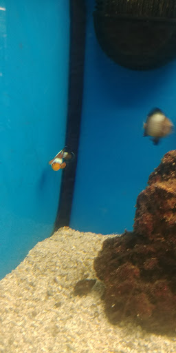 Pet Supply Store «Petco Animal Supplies», reviews and photos, 8775 SW Tualatin-Sherwood Rd, Tualatin, OR 97062, USA