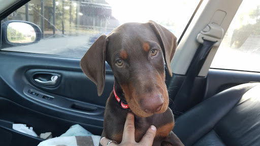 Walter Schaffeld - Animal Medical Center of Fort Oglethorpe image