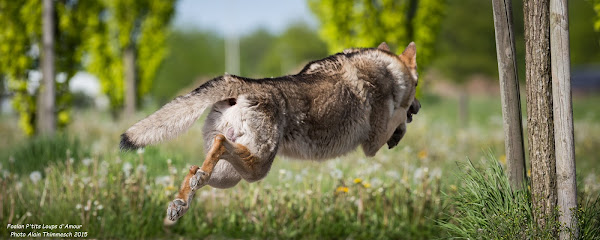 Chien de race P'tits Loups d'Amour Bergers Blancs Suisses