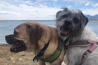 Sweet Walks Beverly Hills VIP Pet Care, LLC - Photo 6 - Car repair in , Los Angeles