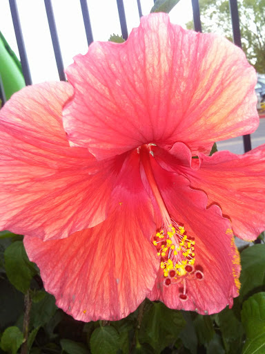 Department Store «Walmart Supercenter», reviews and photos, 17585 Airline Hwy, Prairieville, LA 70769, USA