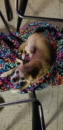 Pet Supply Store «PetSmart», reviews and photos, 211 W Alexander St A, Plant City, FL 33563, USA