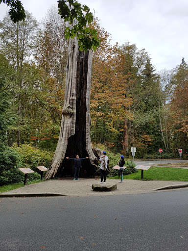 Hollow Tree, Rawlings Trail, Vancouver, BC
