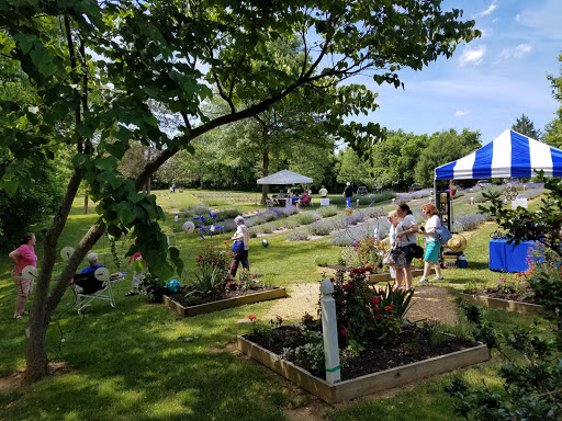 Blooming Hill Lavender Farm, 19929 Telegraph Springs Rd, Purcellville, VA 20132, USA, 