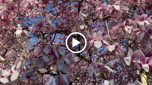 Travel Agency «BNT Travel Group», reviews and photos, 703 Brighton Beach Ave, Brooklyn, NY 11235, USA