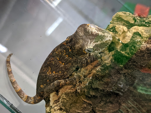 Reptile Store «La Habra Pets», reviews and photos, 1919 W La Habra Blvd, La Habra, CA 90631, USA