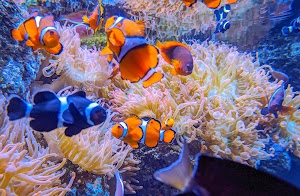 Aquarium of the Pacific - photo 2