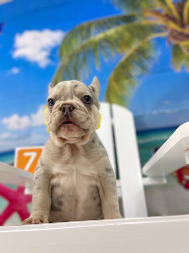 Public Golf Course «Bonaventure Golf Club», reviews and photos, 200 Bonaventure Blvd, Weston, FL 33326, USA