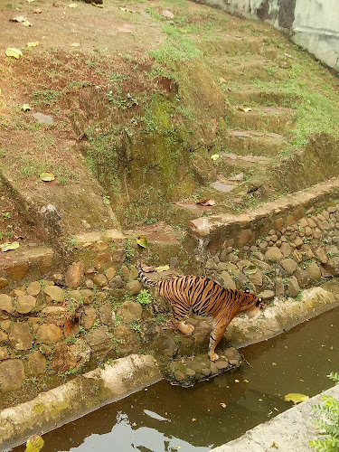 Arena Satwa Harimau Sumatera
