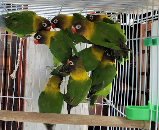 Pet Store «Louis Birds Pets & Supplies», reviews and photos, 80 Keyes St, San Jose, CA 95122, USA