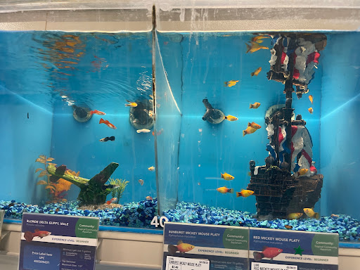 Pet Supply Store «PetSmart», reviews and photos, 8657 Villa La Jolla Dr, La Jolla, CA 92037, USA