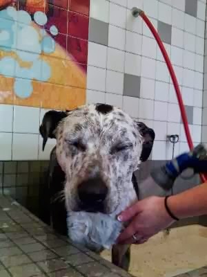 Pet Supply Store «Pet Food Express», reviews and photos, 5829 Lone Tree Way, Antioch, CA 94531, USA