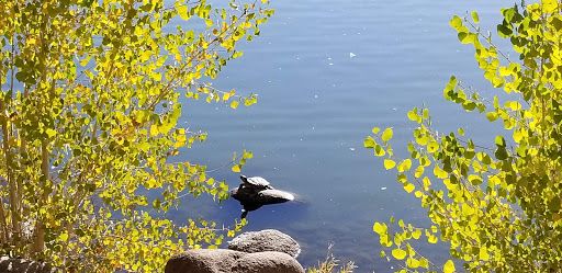 Nature Preserve «Virginia Lake», reviews and photos, 1980 Lakeside Dr, Reno, NV 89509, USA