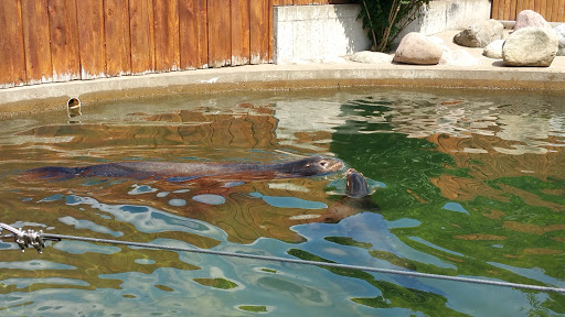 Zoo «Utica Zoo», reviews and photos, 1 Utica Zoo Way, Utica, NY 13501, USA