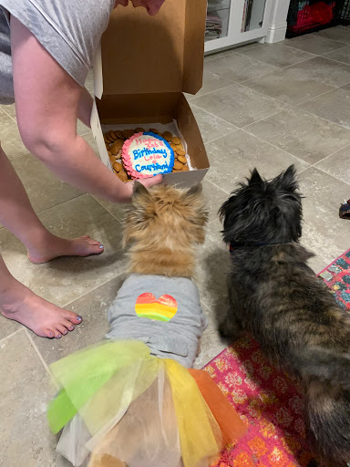 Pet Store «The Canine Cookie Company», reviews and photos, 207 E Louisiana St, McKinney, TX 75069, USA