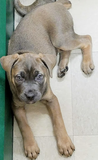 Pet Store «Petland Vineyard - San Antonio», reviews and photos, 1309 North Loop 1604 W #101, San Antonio, TX 78258, USA