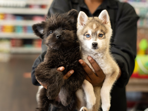 Pet Store «Petland of Plantation», reviews and photos, 801 S University Dr, Plantation, FL 33324, USA