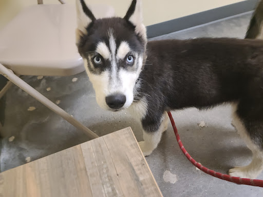 Pet Supply Store «Petco Animal Supplies», reviews and photos, 3835 Phoenix Ave, Fort Smith, AR 72903, USA