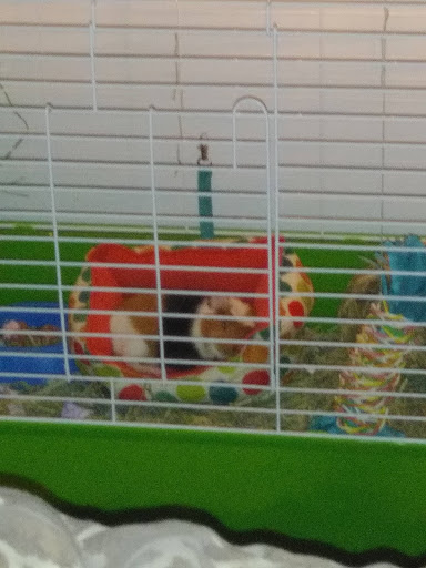 Pet Supply Store «PetSmart», reviews and photos, 842 Dawsonville Hwy, Gainesville, GA 30501, USA