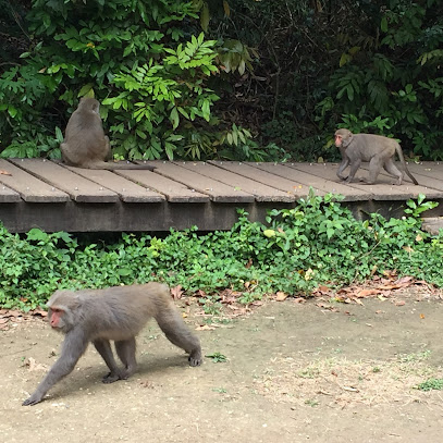 台湾猕猴保护区