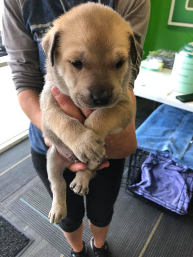 Pet Supply Store «Dog Gone Holistic-SouthShore», reviews and photos, 13131 US-301, Riverview, FL 33578, USA