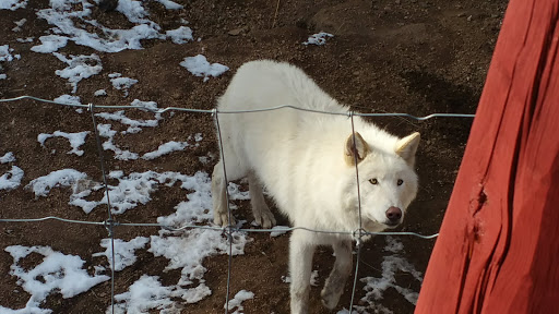 Wildlife Park «Colorado Wolf and Wildlife Center», reviews and photos, 4729 Twin Rocks Rd, Divide, CO 80814, USA