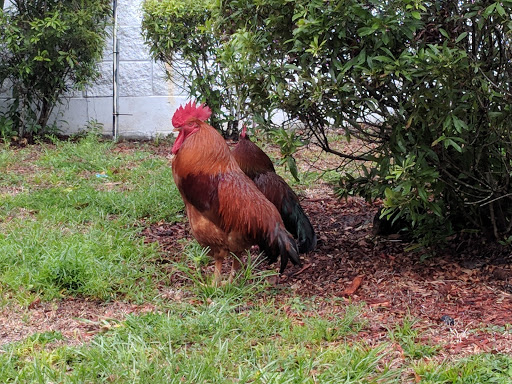 Home Improvement Store «Tractor Supply Co.», reviews and photos, 2300 N Woodland Blvd, DeLand, FL 32720, USA