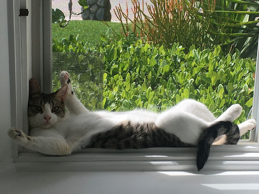 Insurance Agency «Embrace Pet Insurance», reviews and photos