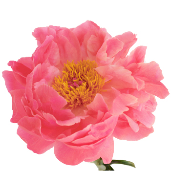 Florist «Sterling Blooms», reviews and photos, 43-50 11th St #206, Long Island City, NY 11101, USA