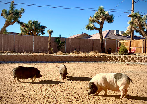 SoCalMiniPigs – Petting Farm & Piglet sales Find Farm in El Paso news