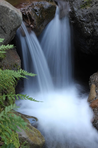 Uvas Canyon County Park image