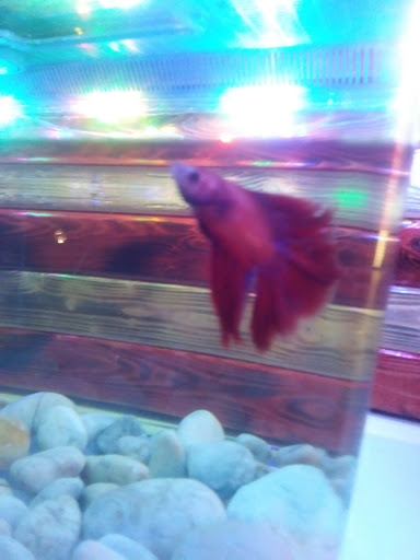 Pet Supply Store «Petco Animal Supplies», reviews and photos, 3194 FM407, Highland Village, TX 75077, USA