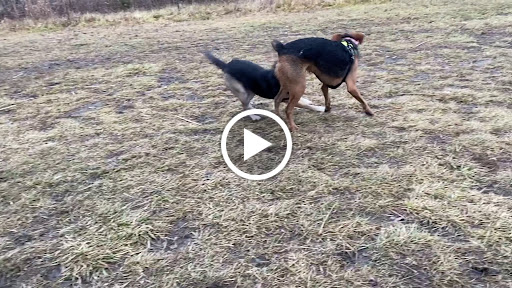 Dog Park «Beck Lake Off-Leash Dog Area», reviews and photos, 9700 Gloria Ct, Glenview, IL 60025, USA