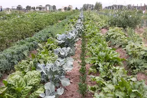 meine ernte - Gemüsegärten zum Mieten image