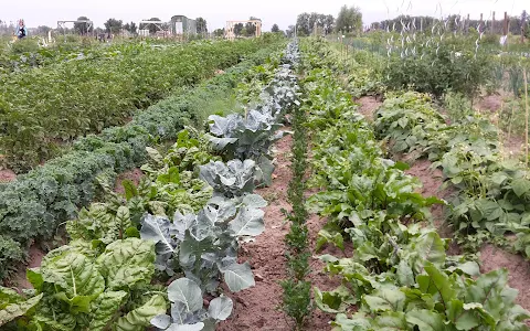 meine ernte - Gemüsegärten zum Mieten image