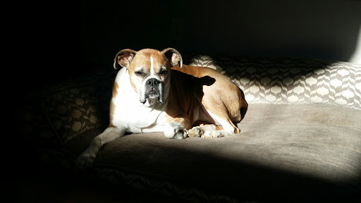 Tri-County Veterinary Services image