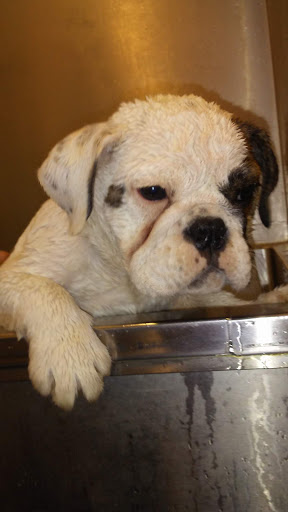 Pet Supply Store «Petco Animal Supplies», reviews and photos, 1207 S Caraway Rd, Jonesboro, AR 72401, USA