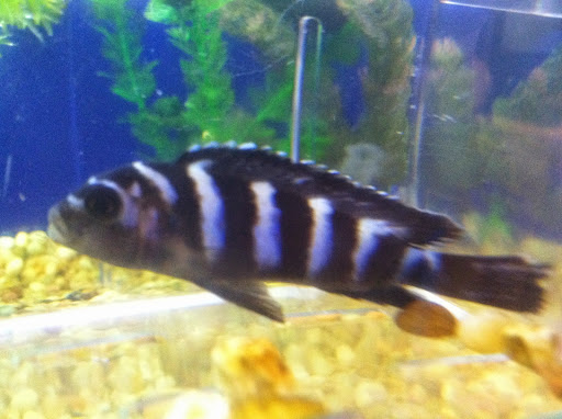 Tropical Fish Store «Fish Bowl & More», reviews and photos, 1673 N Expy, Griffin, GA 30223, USA