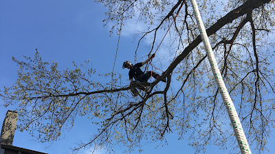 Northern Arborist has been our tree service specialist for several years now