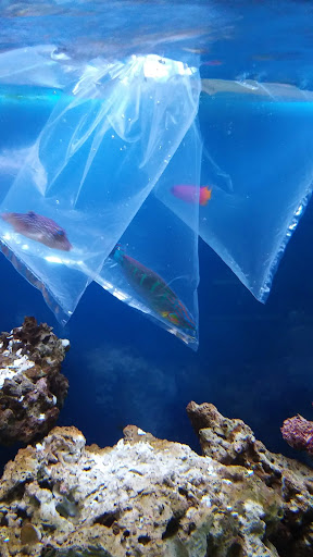 Tropical Fish Store «Pass Road Pet Center (Just Fish)», reviews and photos, 1939 Pass Rd, Biloxi, MS 39531, USA