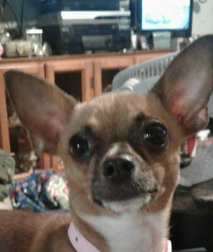 Pet Supply Store «Petsense Searcy», reviews and photos, 3450 E Race Ave, Searcy, AR 72143, USA