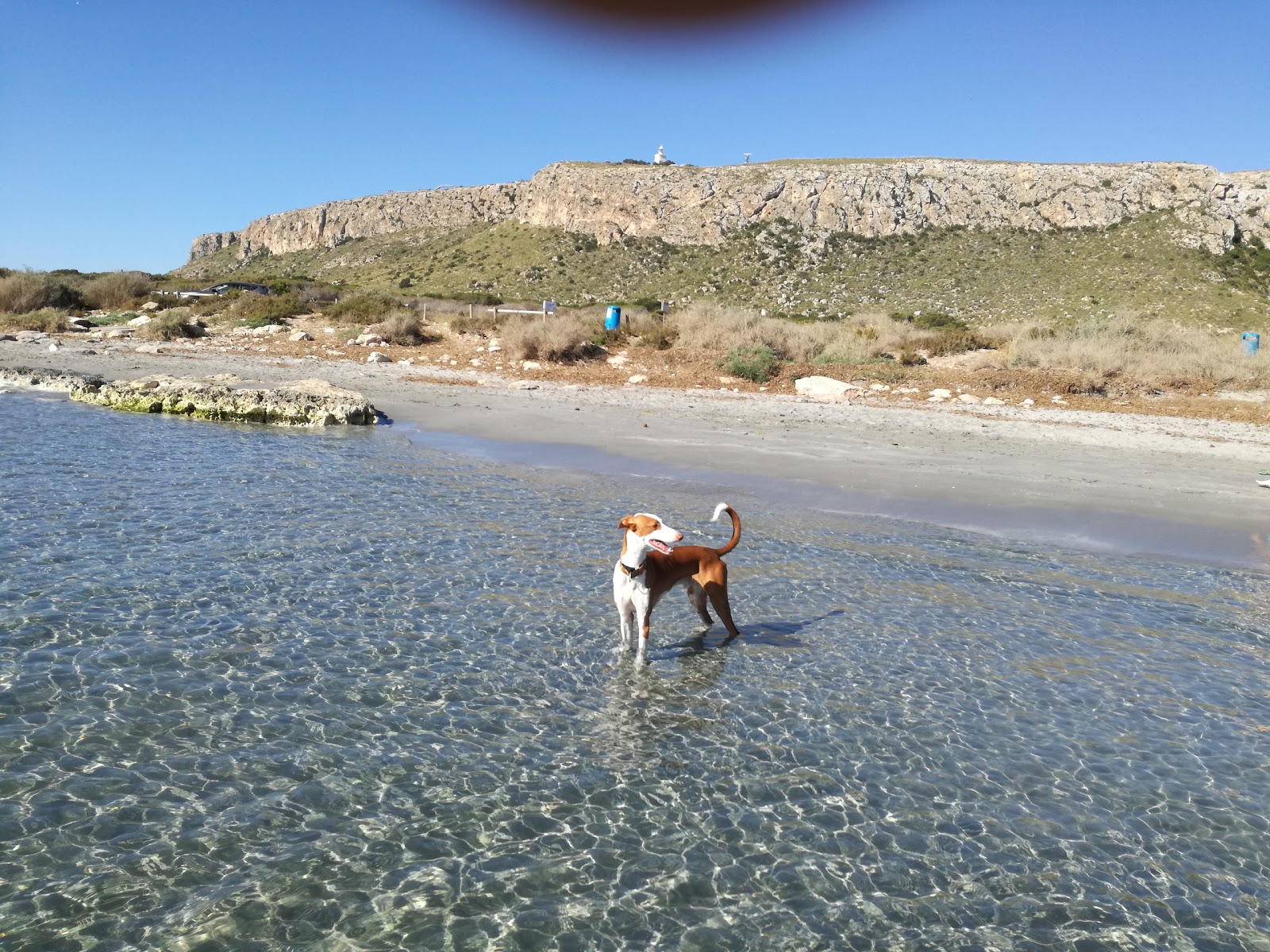 Santa Pola dog beach的照片 带有蓝色的水表面