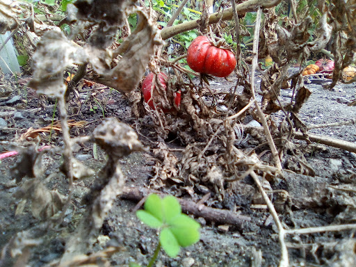 Health Food Store «Sprouts Farmers Market», reviews and photos, 401 Kenilworth Dr #1040, Petaluma, CA 94952, USA