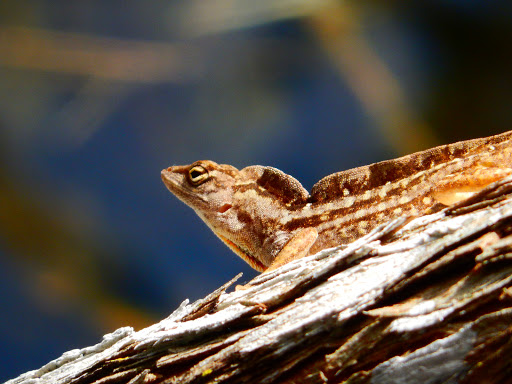 Nature Preserve «Grassy Waters Preserve», reviews and photos, 8264 Northlake Blvd, West Palm Beach, FL 33412, USA