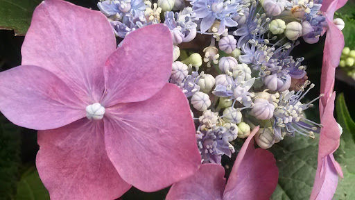 Lowe's Garden Center