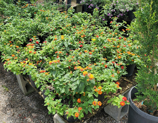 Plant Nursery «HOUSTON PLANTS & GARDEN WORLD», reviews and photos, 16726 North Fwy, Houston, TX 77090, USA