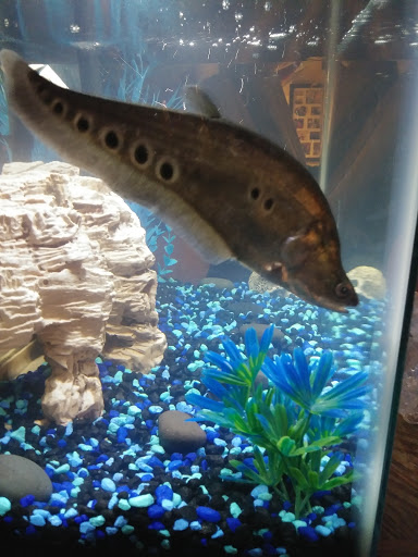 Pet Supply Store «Pet Valu», reviews and photos, 9015 Columbus Pike, Lewis Center, OH 43035, USA